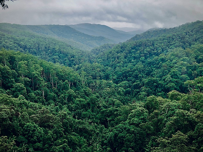 Foto einer bewaldeten Landschaft